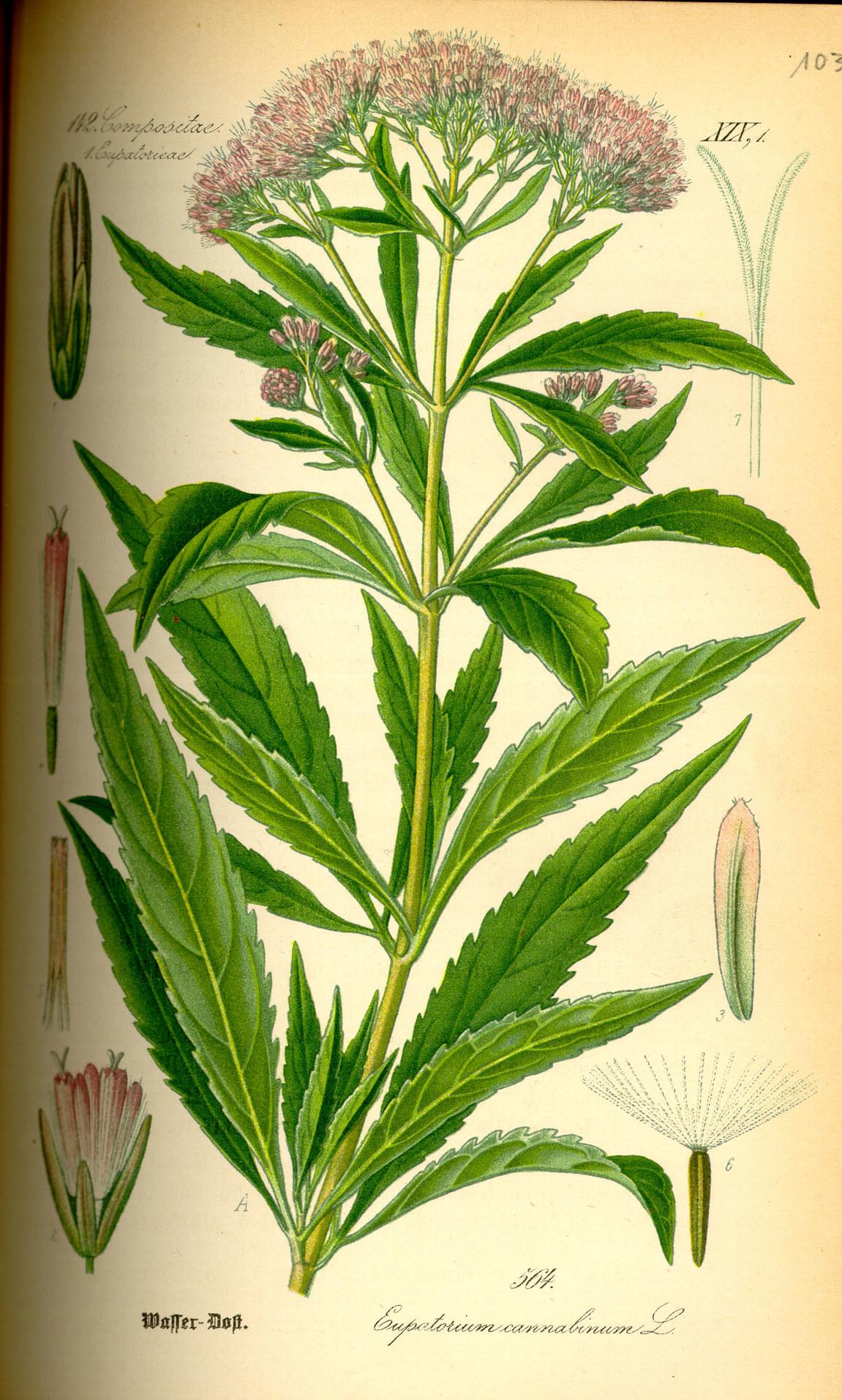 Eupatorium_cannabinum.Wasserdost.jpg