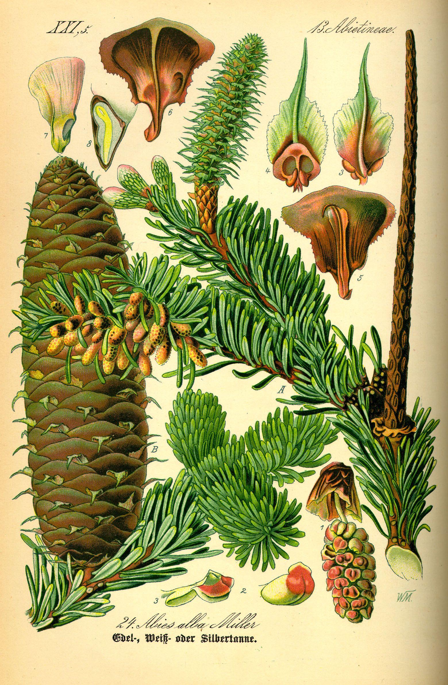 abies_alba.Weißtanne.jpg
