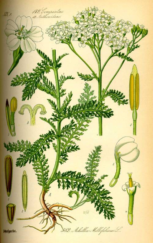Achillea-millefolium.Schafgarbe.png