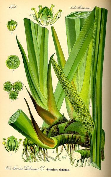 Acorus_calamus.Kalmus.jpg
