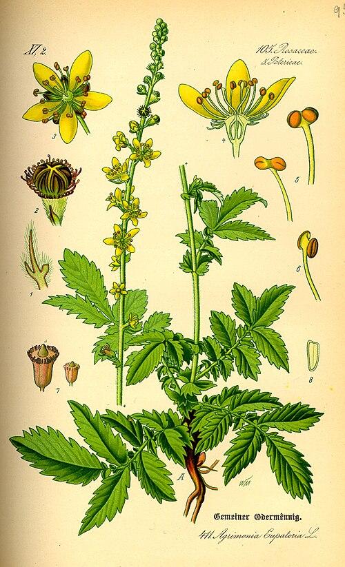 _Agrimonia_eupatoria.Odermennig.jpg