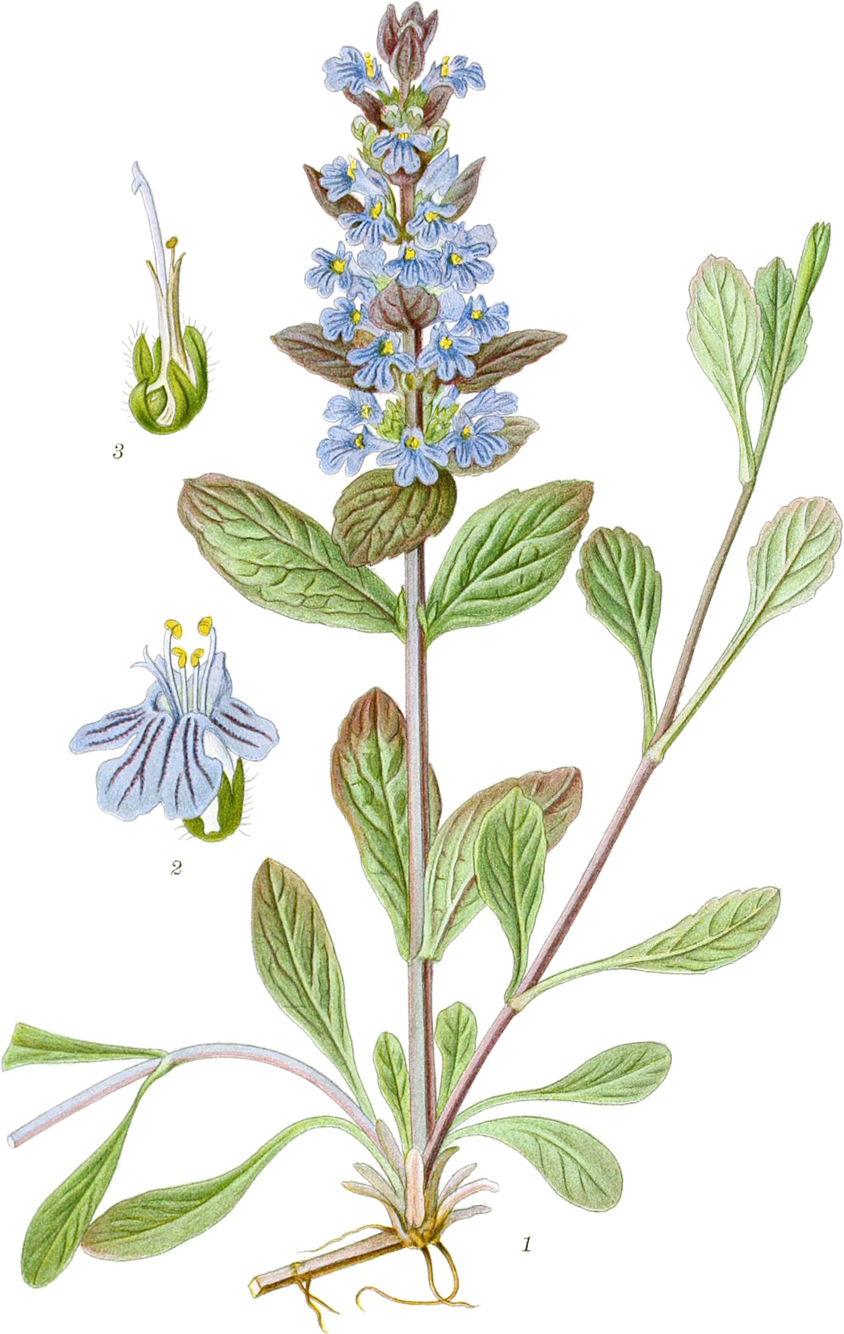 Ajuga_reptans_Guensel.jpg