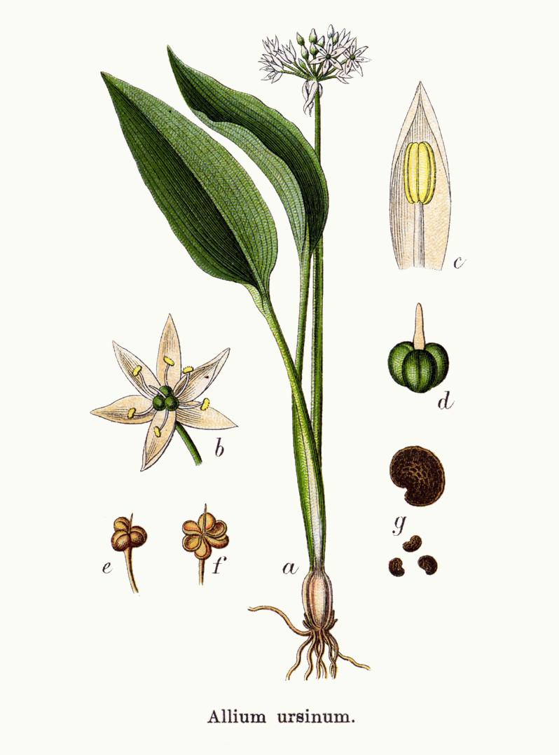 Allium_ursinum_Baerlauch.jpg