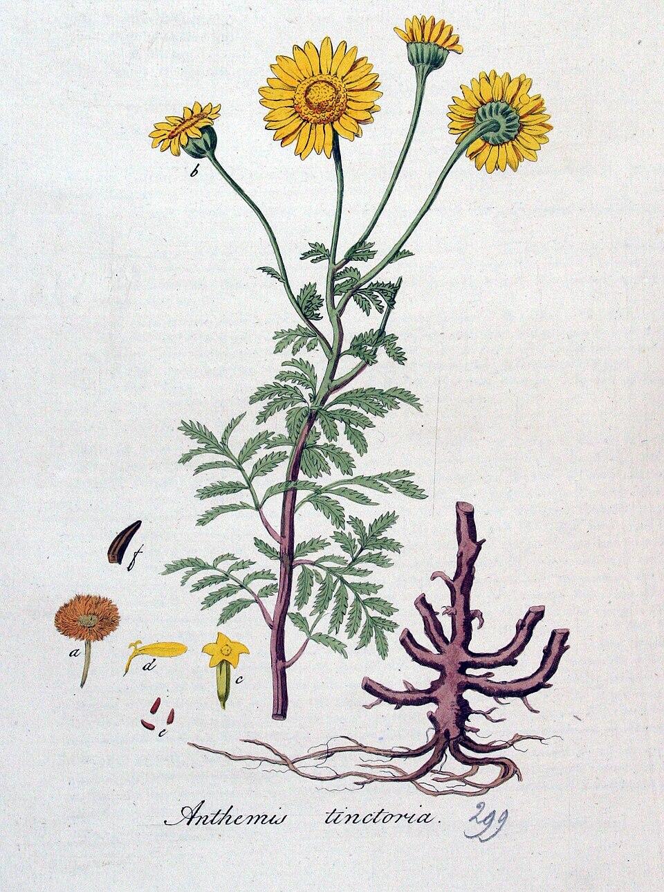 Anthemis_tinctoria_Faerberkamille.jpg