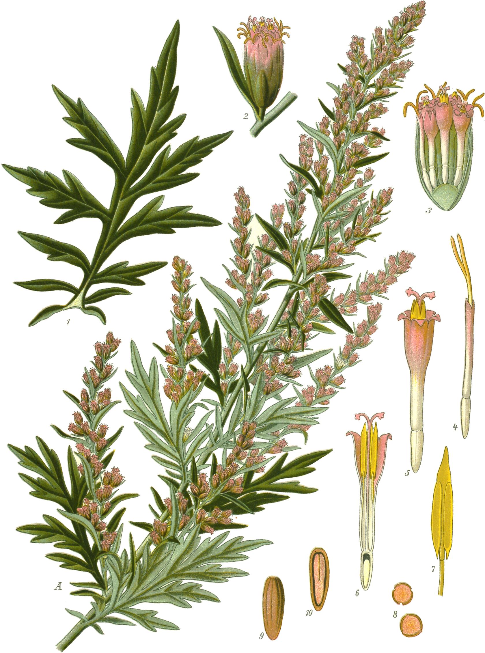 Artemisia_vulgaris_Beifusz.jpg