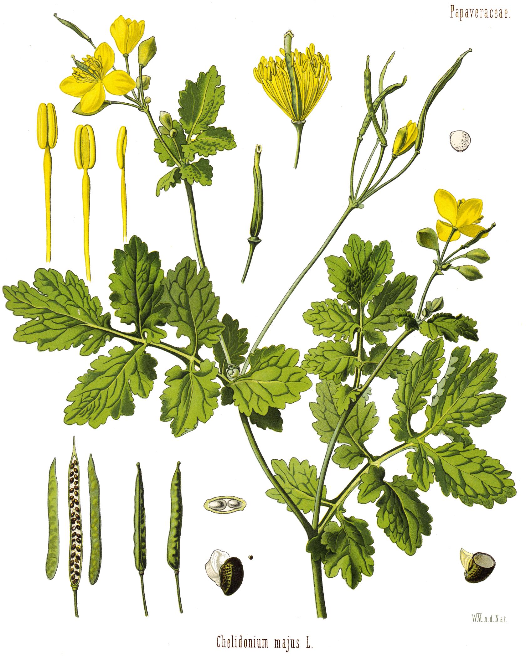 Chelidonium.majus.Schoellkraut.jpg