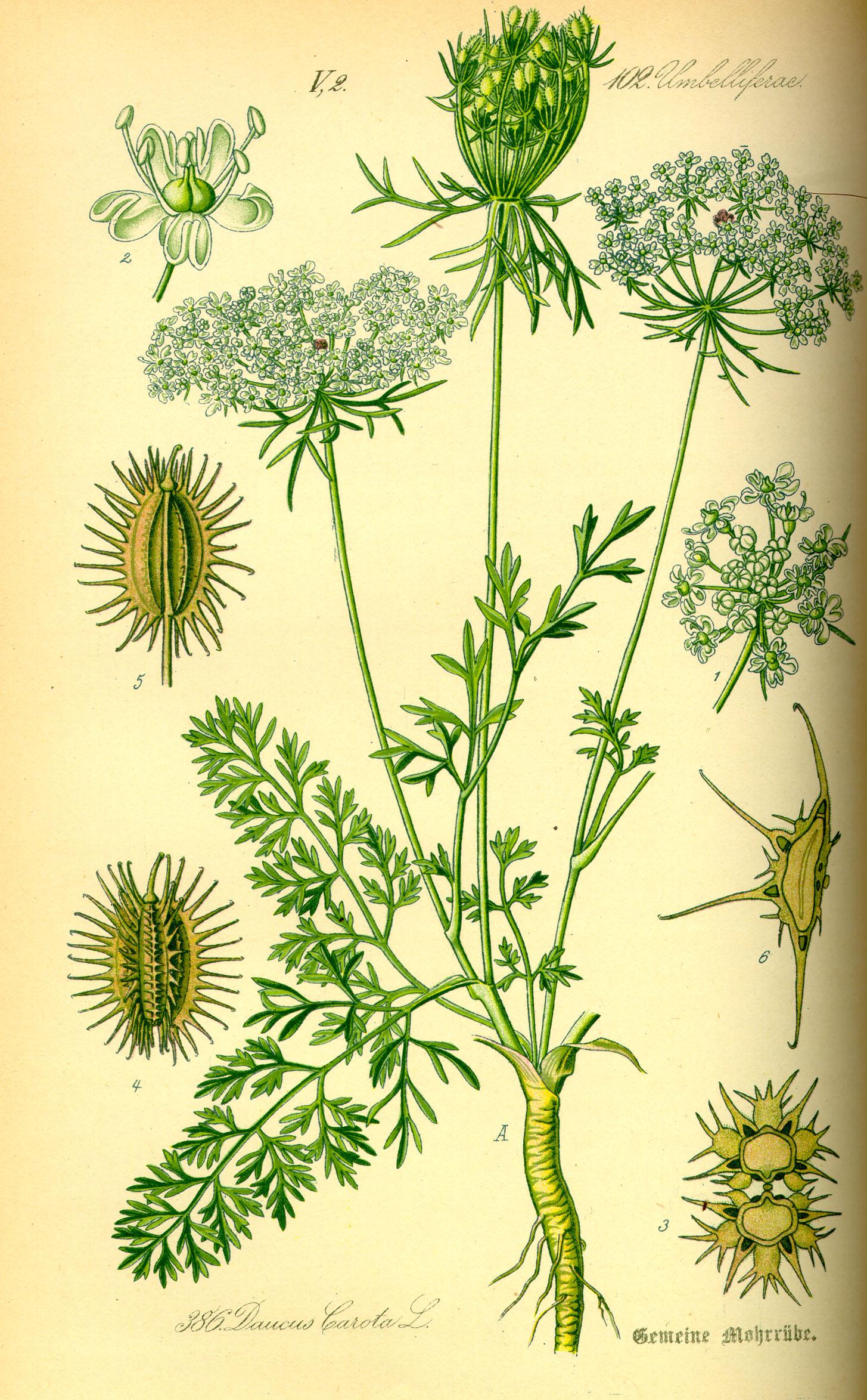 Daucus_carota.wilde.Moehre.jpg