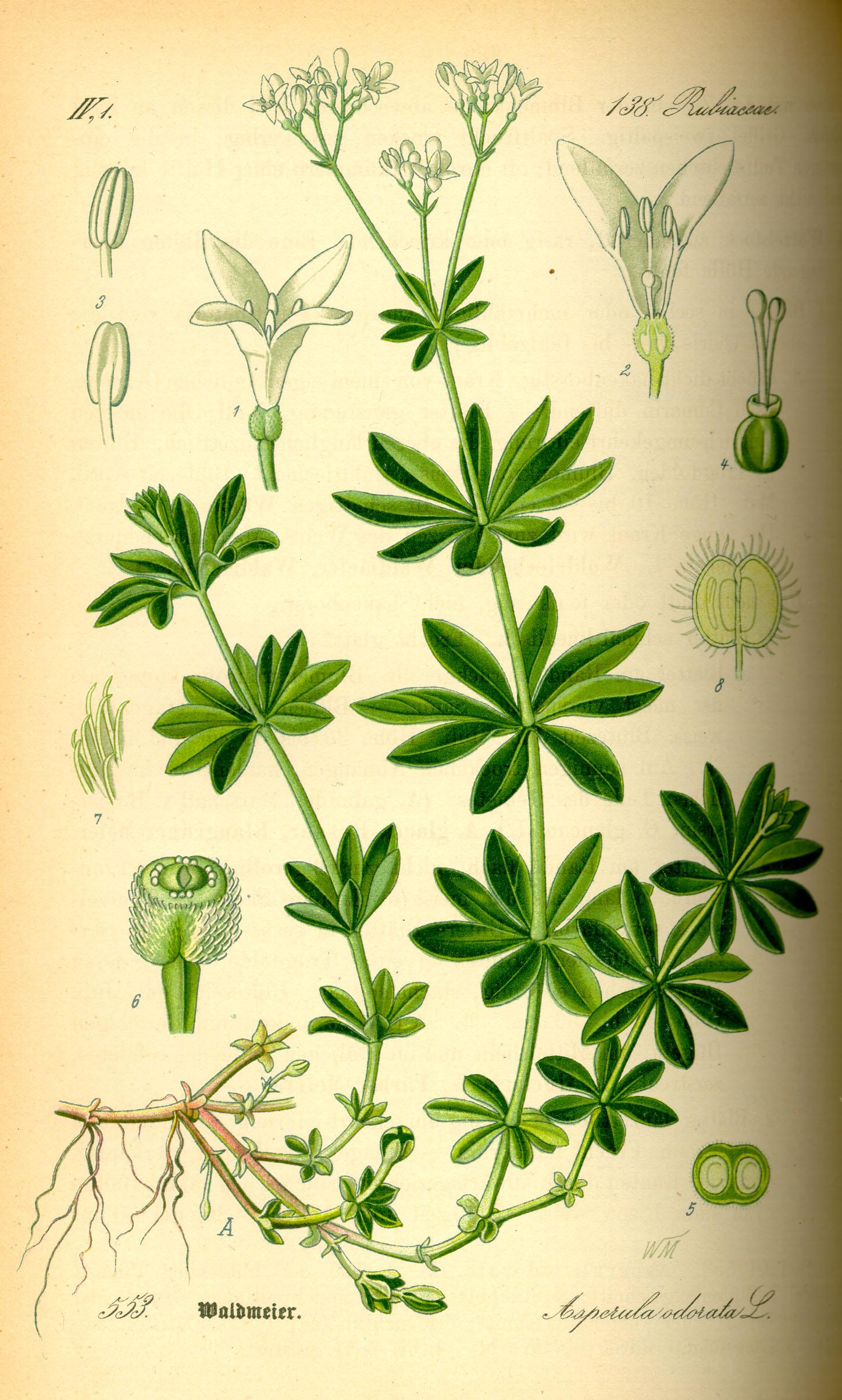 Galium_odorata.Waldmeister.jpg
