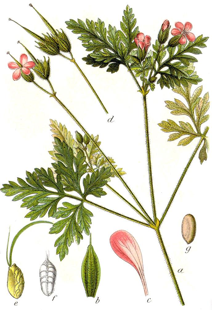 Geranium_robertianum_st.Storchschnabel.jpg
