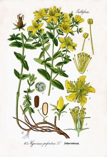 Hypericum_perforatum_Johanniskraut.jpg