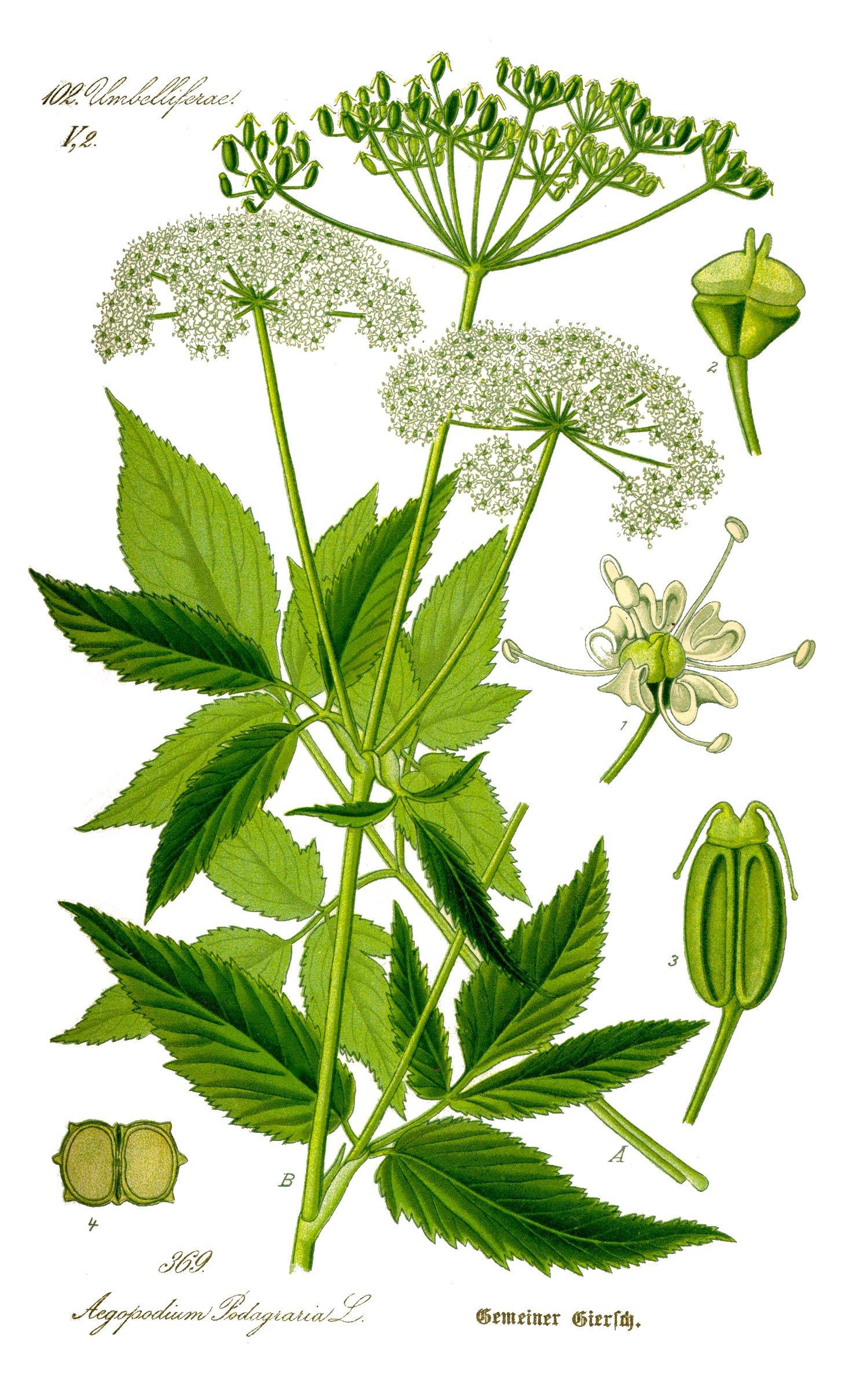 Illustration_Aegopodium_Giersch.jpg
