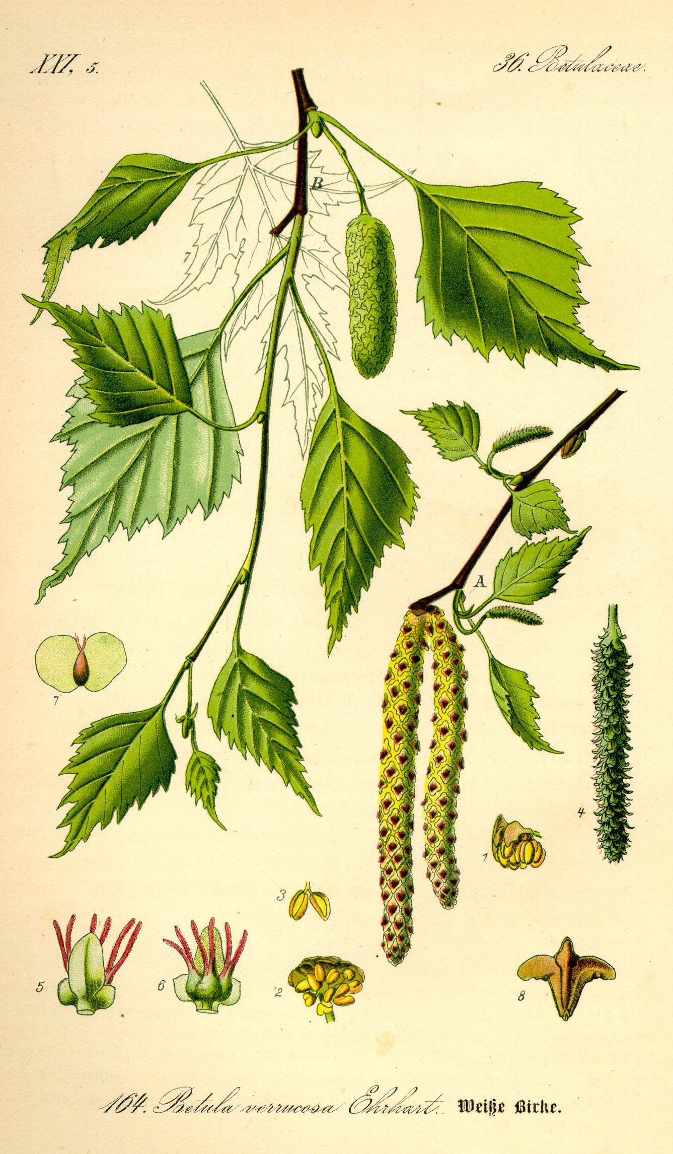 Illustration_Betula_pendula.Hängebirke.jpg