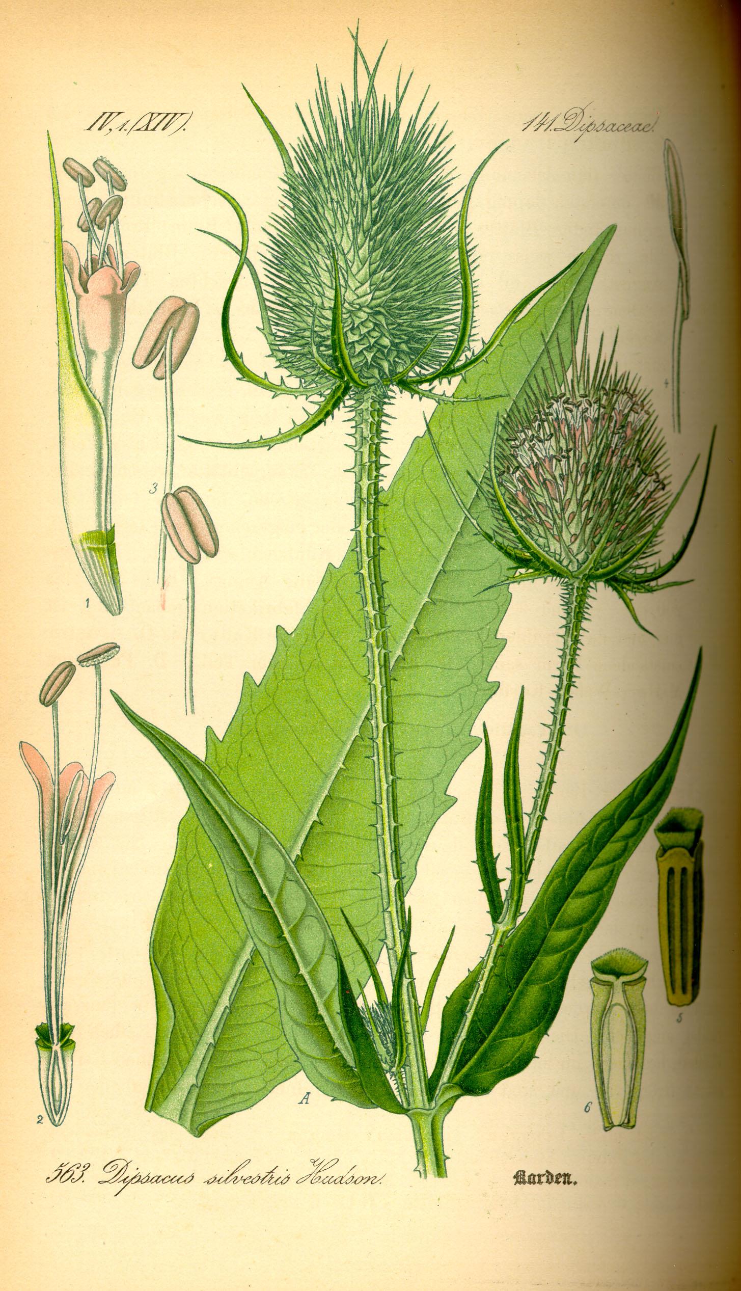 Illustration_Dipsacus_wilde.Karde.jpg