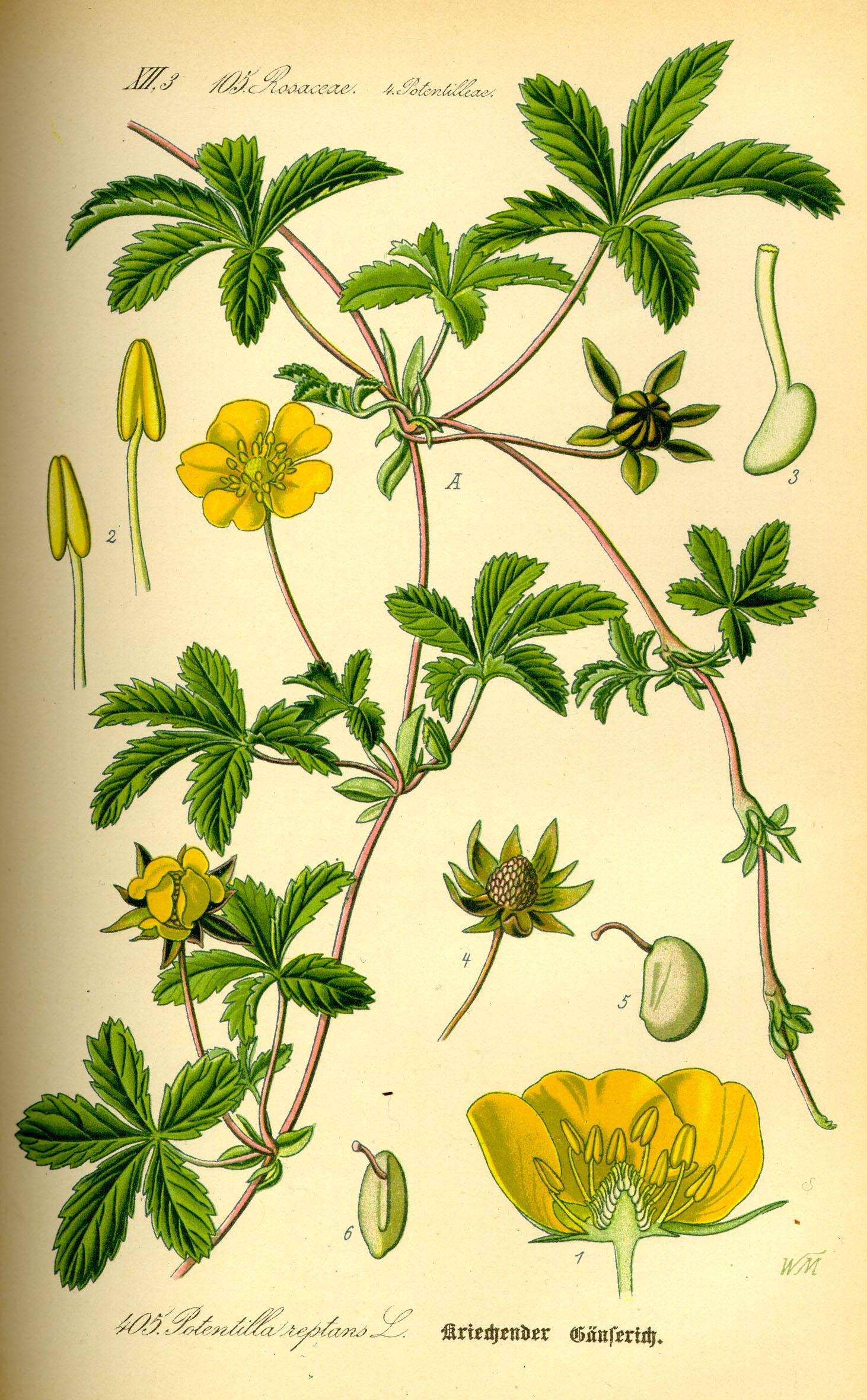 Illustration_Potentilla_reptans.Fingerkraut.jpg