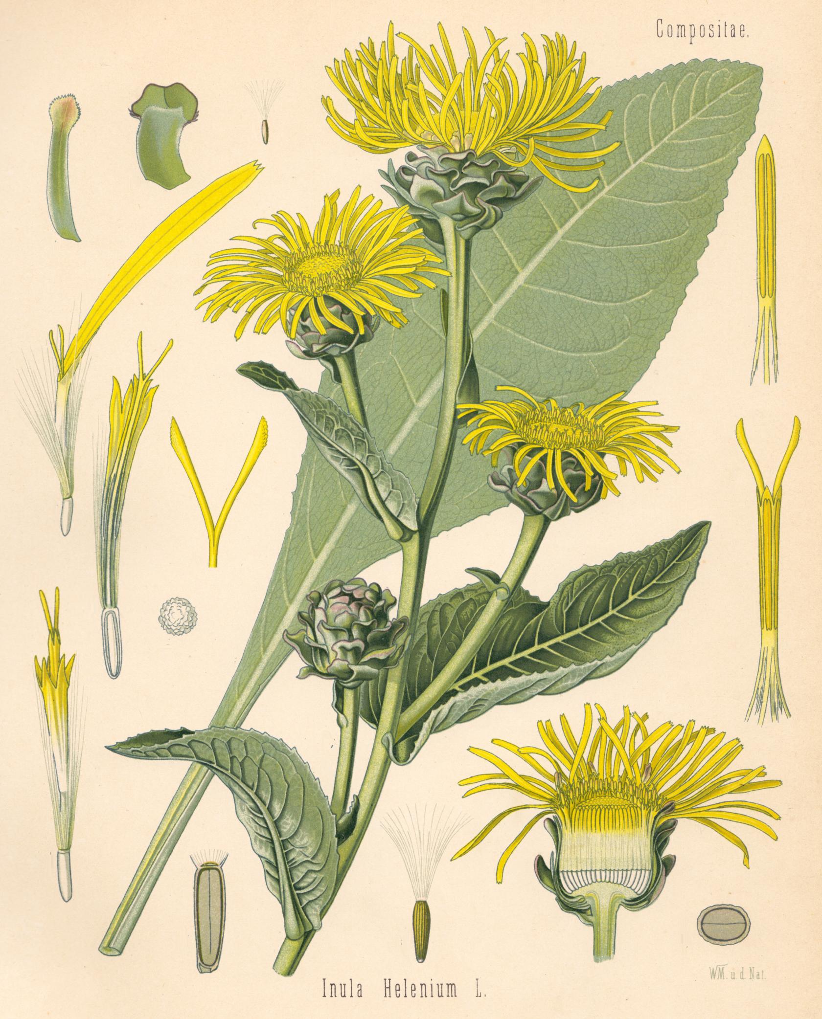 Inula_Alant.jpg