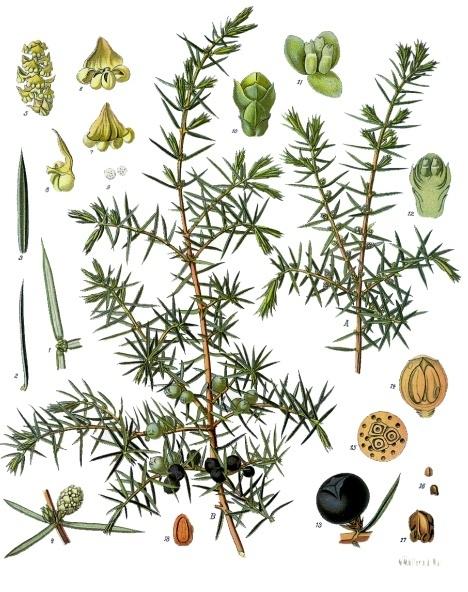 Juniperus_communis_Wacholder.jpg