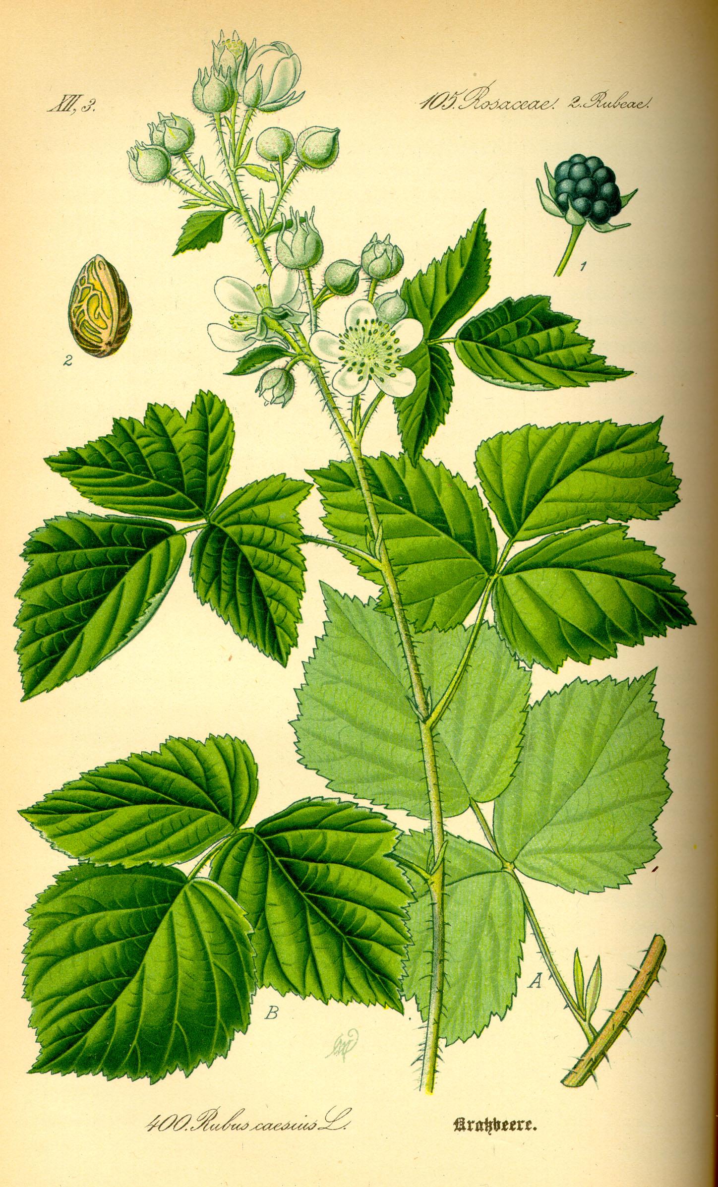 Rubus_caesius.brombeer.jpg