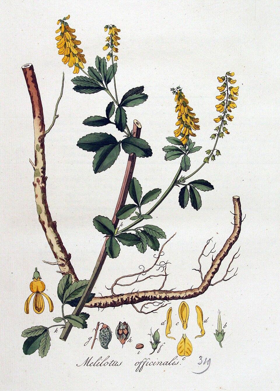 Melilotus_officinalis-gelber.Steinklee.jpg