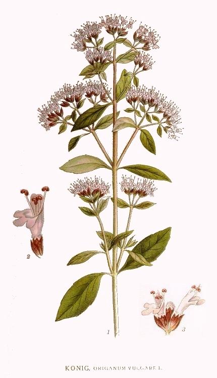 Origanum_vulgare.Oregano.jpg