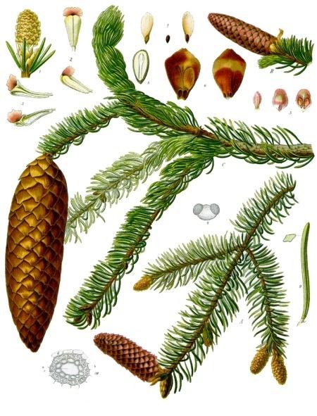 Picea_abies_Fichte.jpg