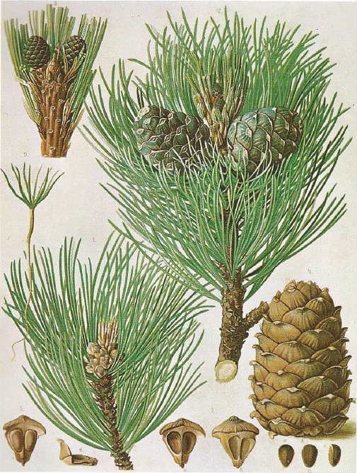 pinus.cembra.Zirbe.png