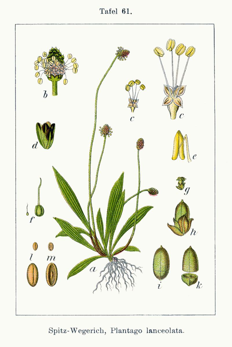 Plantago_lanceolata_Spitzwegerich.jpg