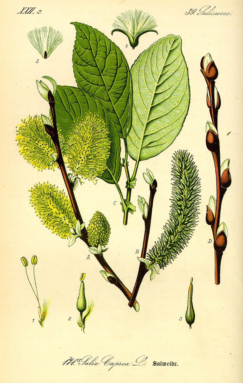 Salix_caprea.sal_weide.jpg
