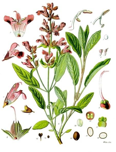 Salvia_officinalis_-_Salbei.jpg