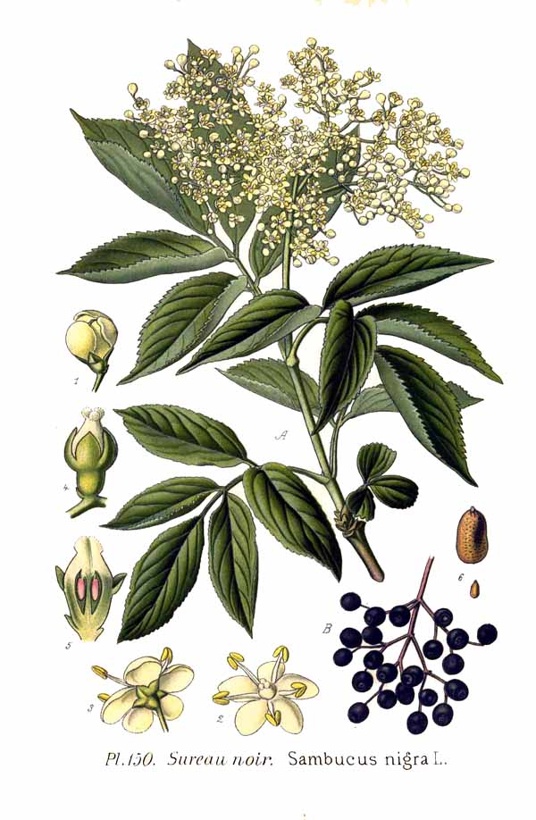Sambucus_nigra_Holunder.jpg