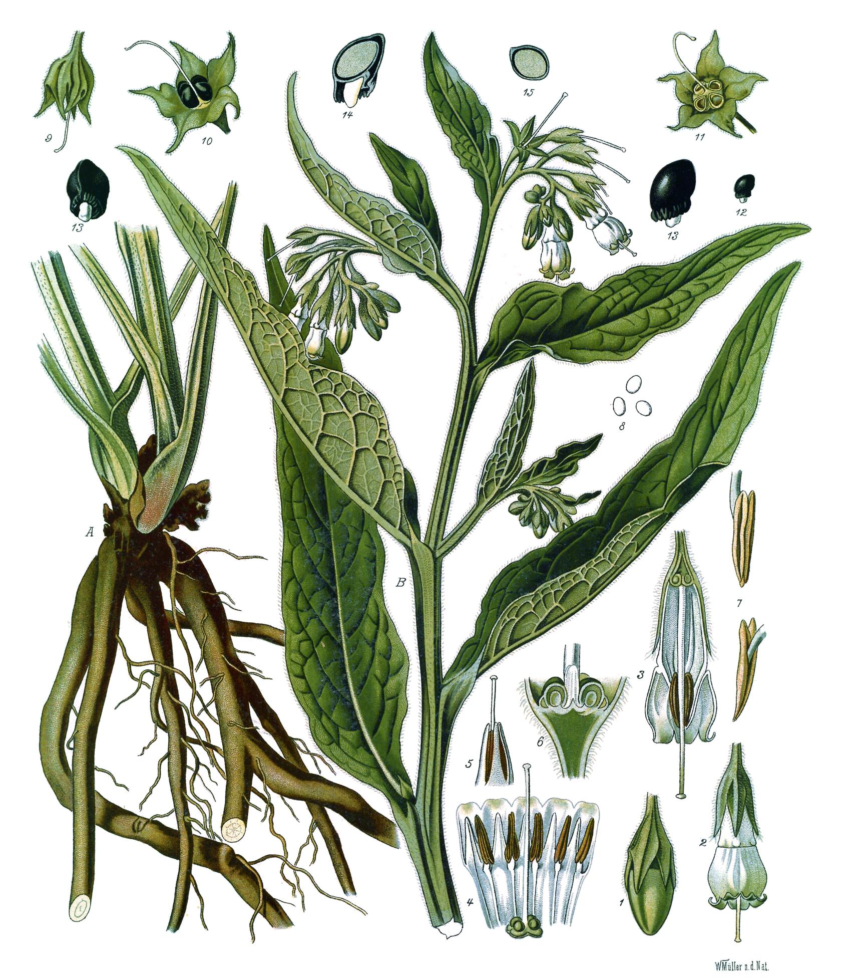 Symphytum_officinale_Beinwell.jpg
