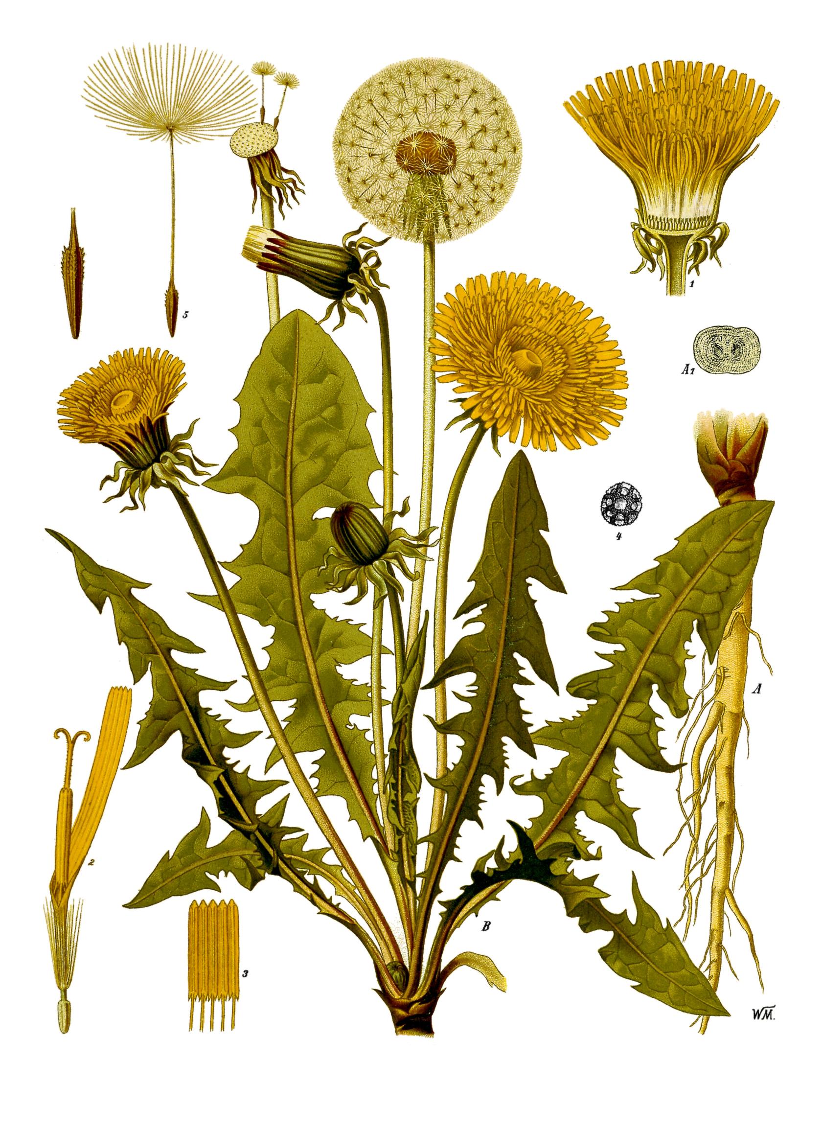 Taraxacum_officinale_Loewenzahn.jpg