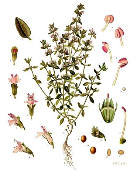 Thymus_vulgaris_Thymian.jpg