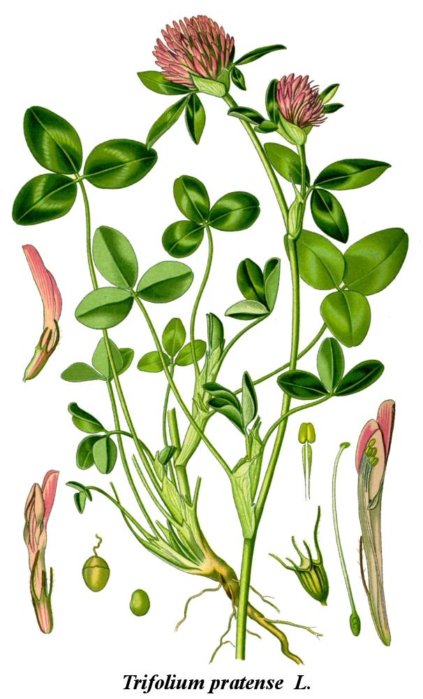 Trifolium_pratense.Rotklee.jpg