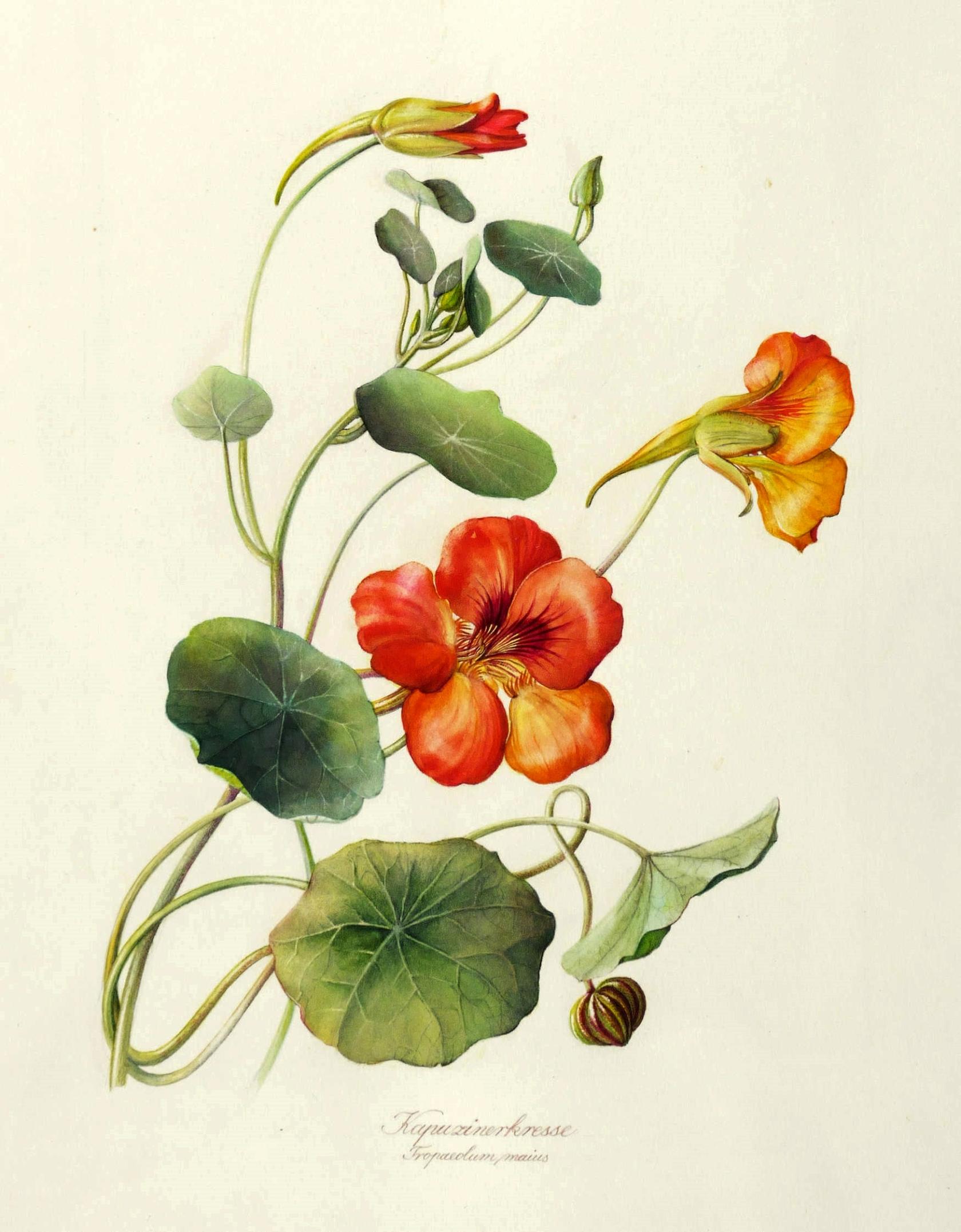 tropaeolum.Kapuzinerkresse.jpg