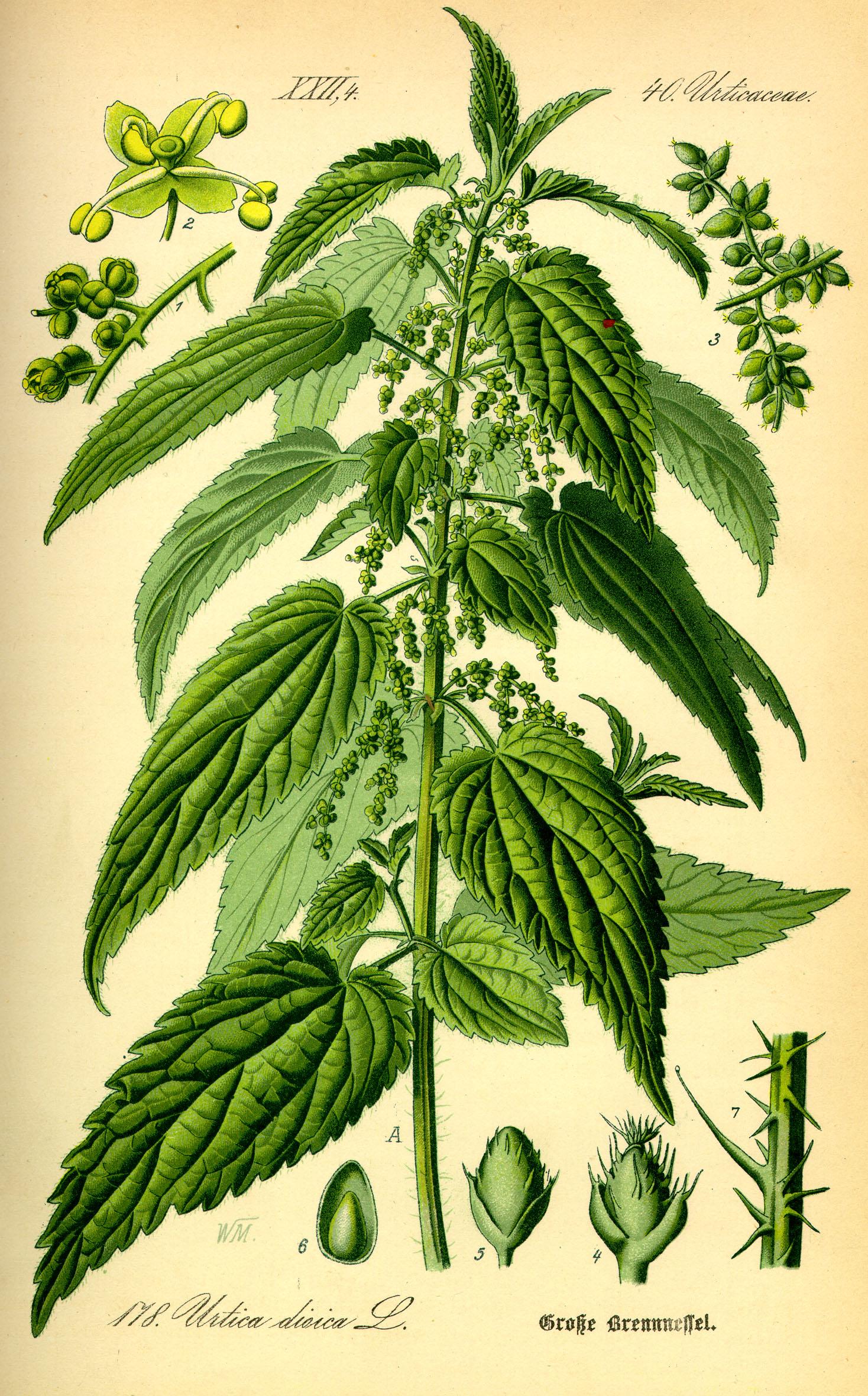 Urtica_dioica.Brennnessel.jpg