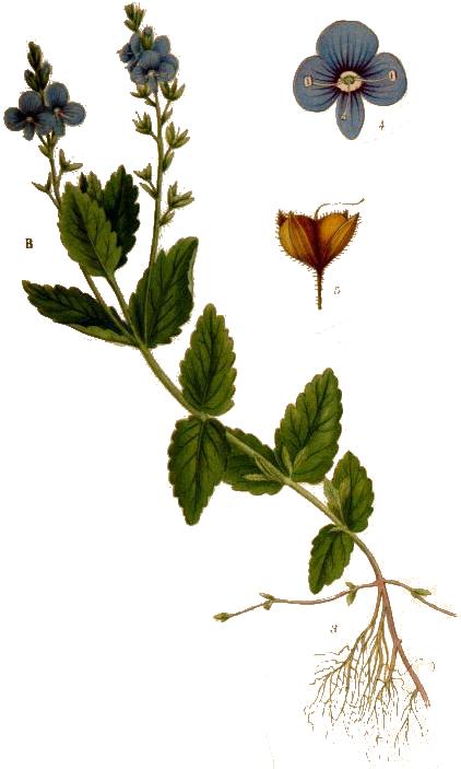 Veronica_chamaedrys_Gamander-Ehrenpreis.jpg
